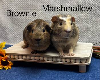 Rescue Guinea Pig Guinea Pigs for Adoption in Knoxville, Tennessee - Marshmallow And Brownie | PetCurious
